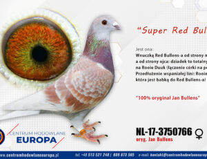 100% Jan Bullens – linia Red Bullens