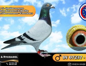 100% Stellerman – linia Blue Dream / Libelle