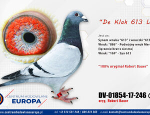 100% Robert Bauer – linia De Klak 613 i 045 Blauwe Scherpe Borgmans