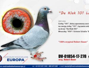 100% Robert Bauer – linia De Klak 101 i oryginał De Klak 941