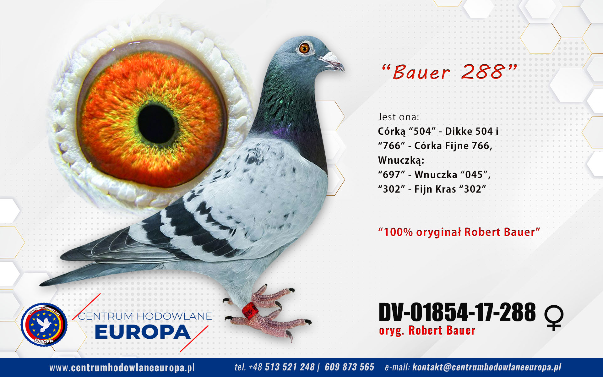 Bauer 288 - linia De Klak