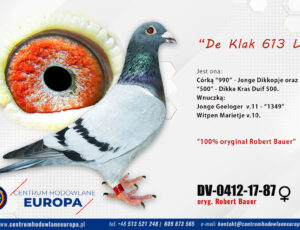 100% Robert Bauer – linia De Klak 613 i Jonge Geeloger 020