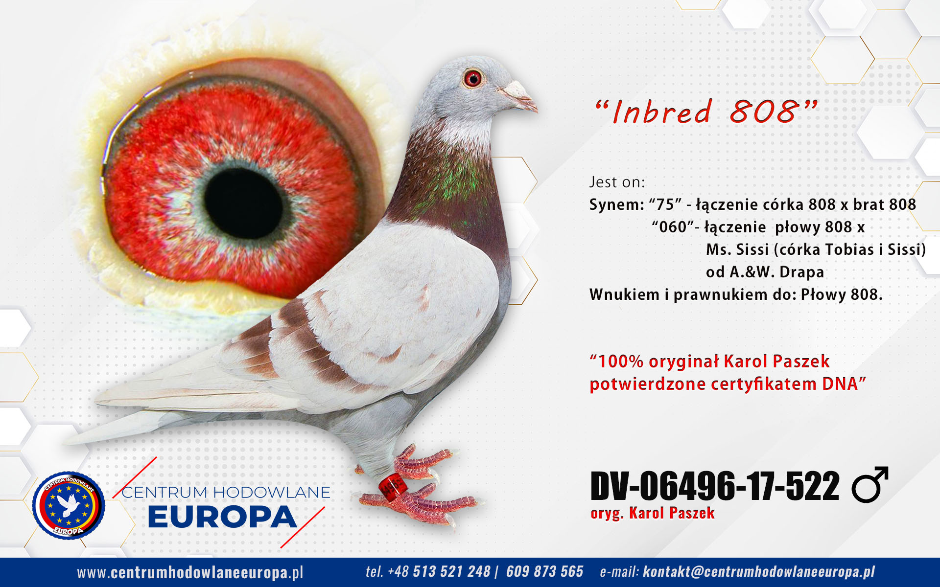 Inbred 808 Karol Paszek