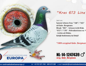 100% Bracia Borgmans – linia Kras 613