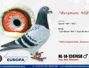 100% Bracia Borgmans – linia Kras De Klak / Janssen