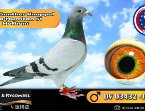 100% Gunther Knoppel – linia Hurrican 51 – Hofkens