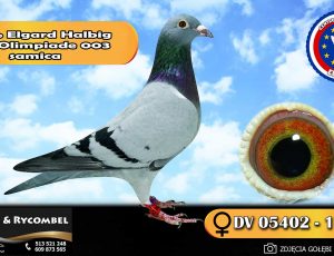 100% Elgar Halbig – linia Olimpiade 003