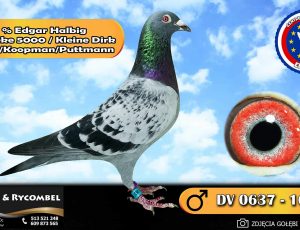100% Edgar Halbig – linia Fineke 5000 / Kleine Dirk