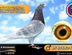 100% G i H Schilling – linia Superstar / Gisela – A i H Klaas / Jos Thone