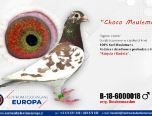 100% Descheemaecker Pigeon Center – linia Choco Meulemans