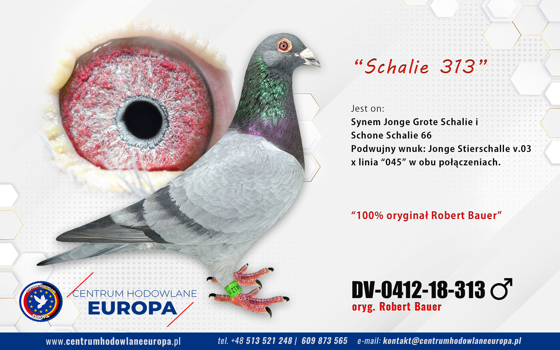 Schalie 313 De Klak