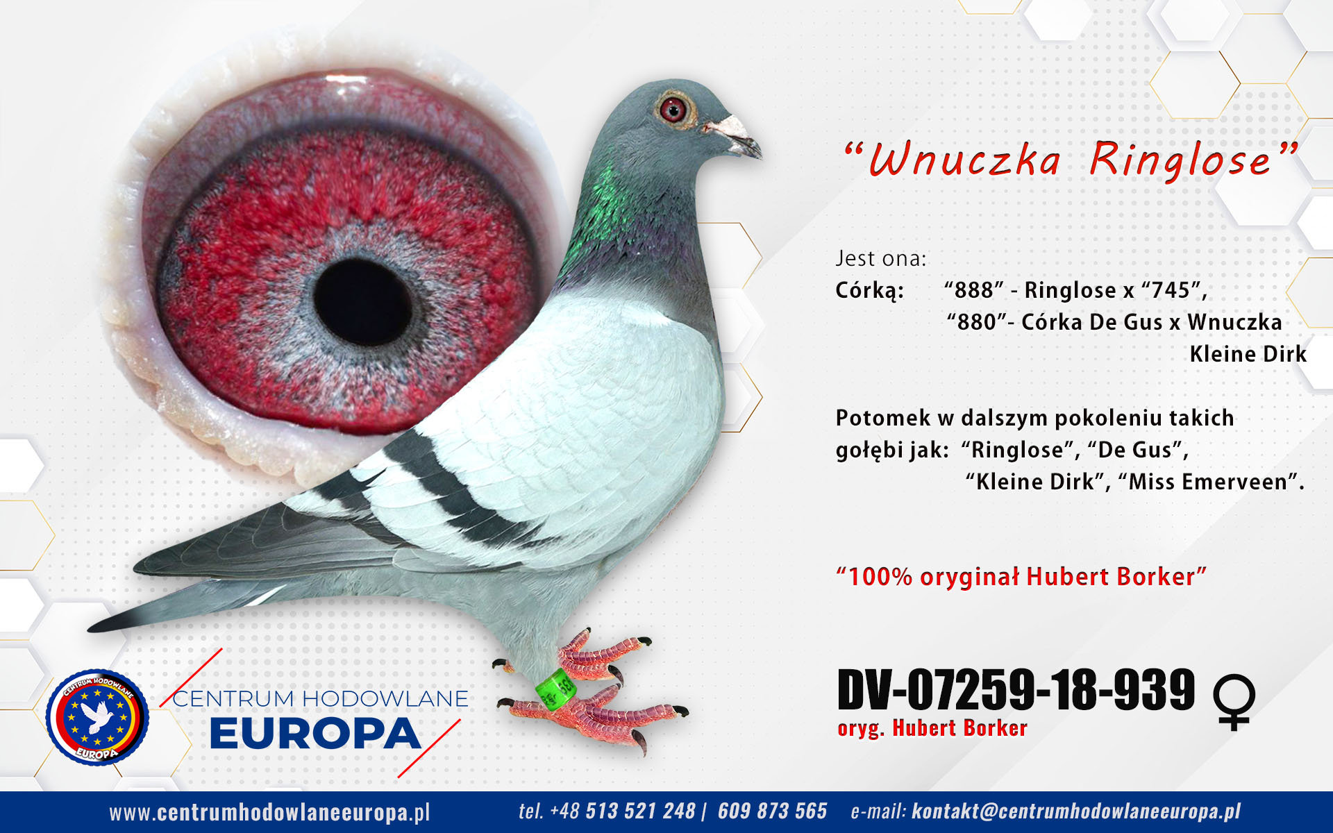 Wnuczka Ringlose