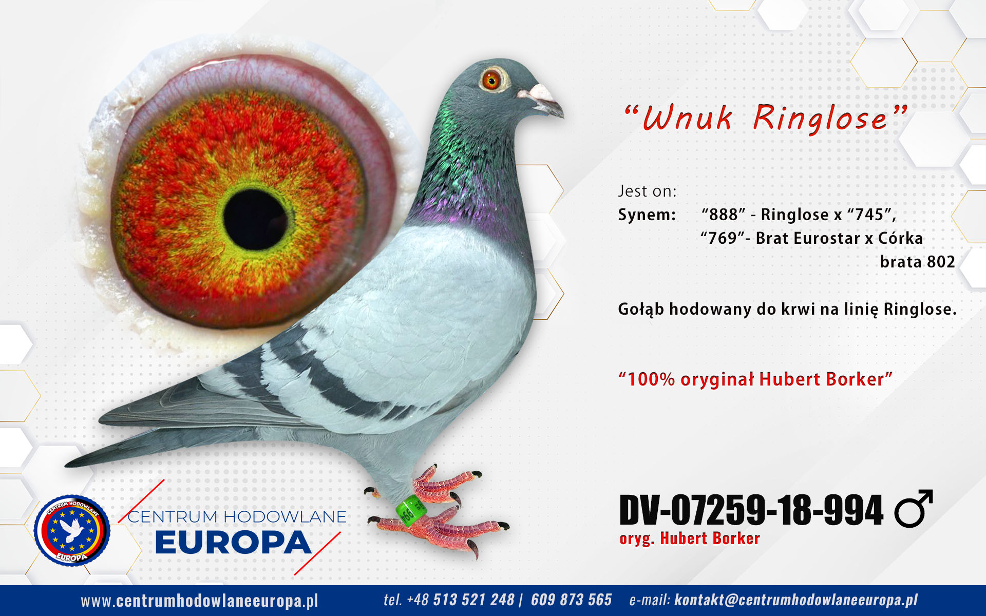 Wnuk Ringlose od G. Prange