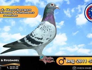 100% S. Steenbergen – linia National 1 Schellens