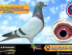 100% S. Steenbergen – linia van Dyck / Heremans