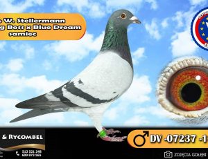 100% Stellermann – enkel Big Boss x Blue Dream