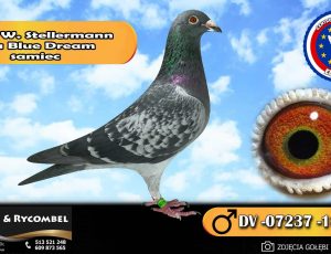 100% Stellerman – linia Blue Dream