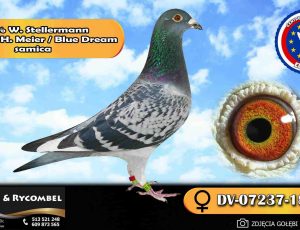 100% Werner Stellermann – Fantasia H. Meier / Blue Dream