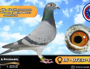 100% Werner Stellermann – linia Yvan / Big Boss