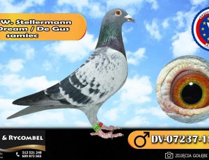 100% Werner Stellermann – Blue Dream / De Gus