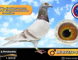 100% Werner Stellermann – Eurostar / Fineke 5000