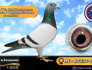 100% Werner Stellermann – Big Boss / Olympic Leo