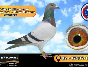100% Werner Stellermann – linia Ringlose / Blue Dream