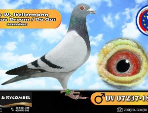 100% Werner Stellermann – linia Blue Dream / De Gus