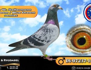 100% Werner Stellermann – Blue Dream / Blue Dream