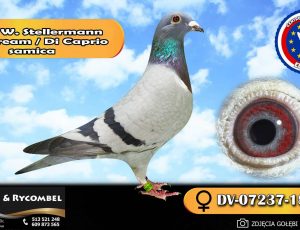 100% Werner Stellermann – Blue Dream / Di Caprio