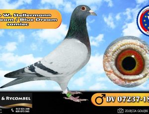 100% Werner Stellermann – Blue Dream / Blue Dream
