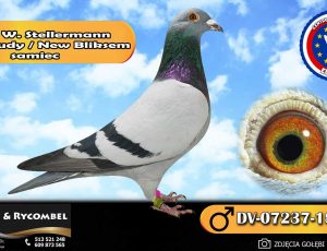 100% Werner Stellermann – enkel Rudy / New Bliksem