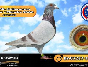 100% Werner Stellermann – Eurostar / Fieneke 5000