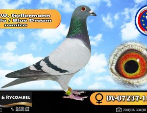 100% Werner Stellermann – Olympia / Blue Dream