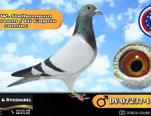 100% Werner Stellermann – Di Caprio / Blue Dream