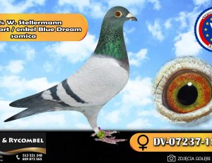 100% Werner Stellermann – linia Mozart / enkel Blue Dream