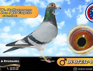 100% Werner Stellermann – Kleine Jan / Di Caprio