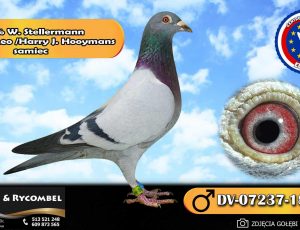 100% Werner Stellermann – Olympic Leo / Harry J. Hooymans
