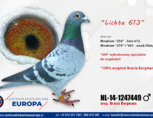 100% Bracia Borgmans – linia Lichte 613 De Klak