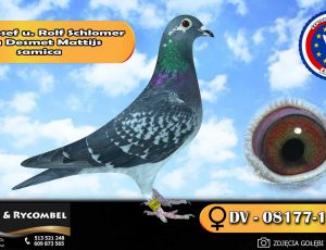 100 % Josef u. Rolf Schlomer – linia Desmet Mattijs