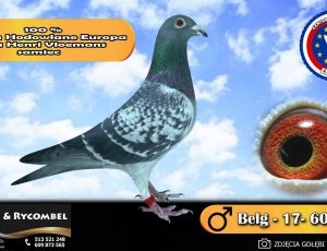 100% Centrum Hodowlane Europa – linia Henri Vloemans