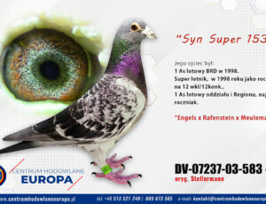 100% Stellermann – syn Super Star 153