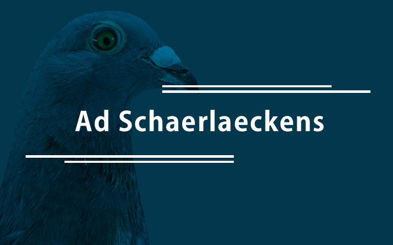 Ad Schaerlaeckens Pigeons