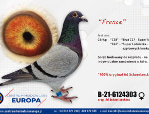 Oryg. Ad Schaerlaeckens – France