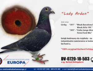 Oryg. Gerhard Schlepphorst – Lady Arden