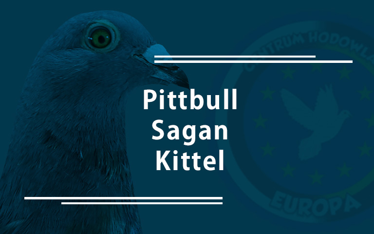 Pittbull, Sagan, Kittel